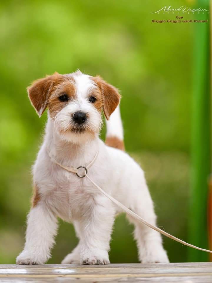 Jack Russell Terrier de - Respeto y compromiso